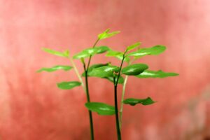 ハイスペ婚活はどこが一番成功しやすいの？