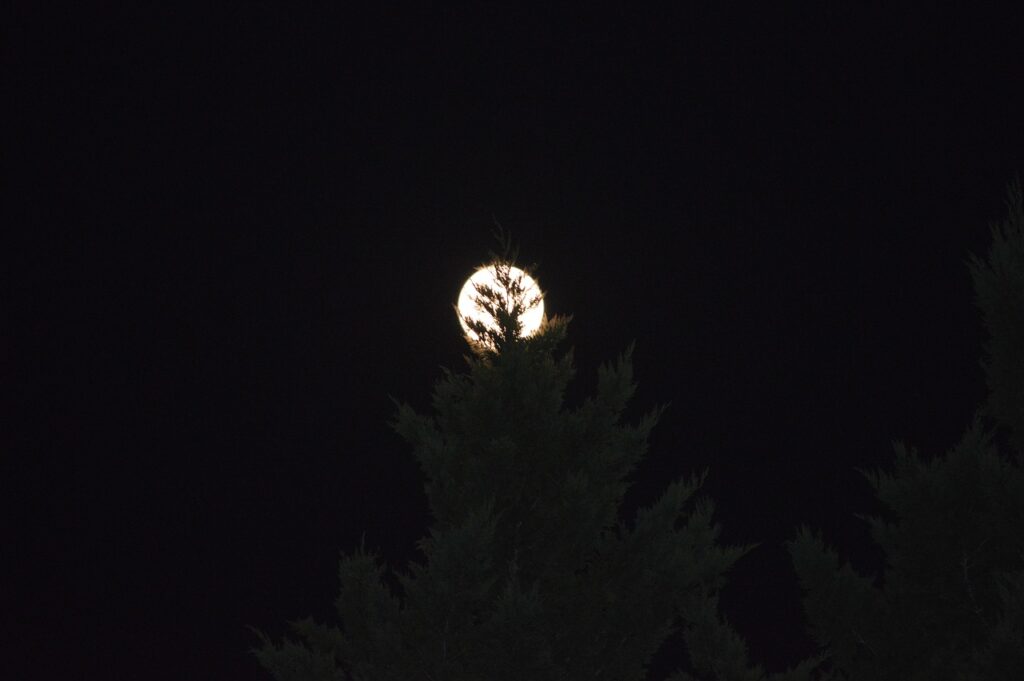 日本人限定の特別な体験が楽しめるスポットは？