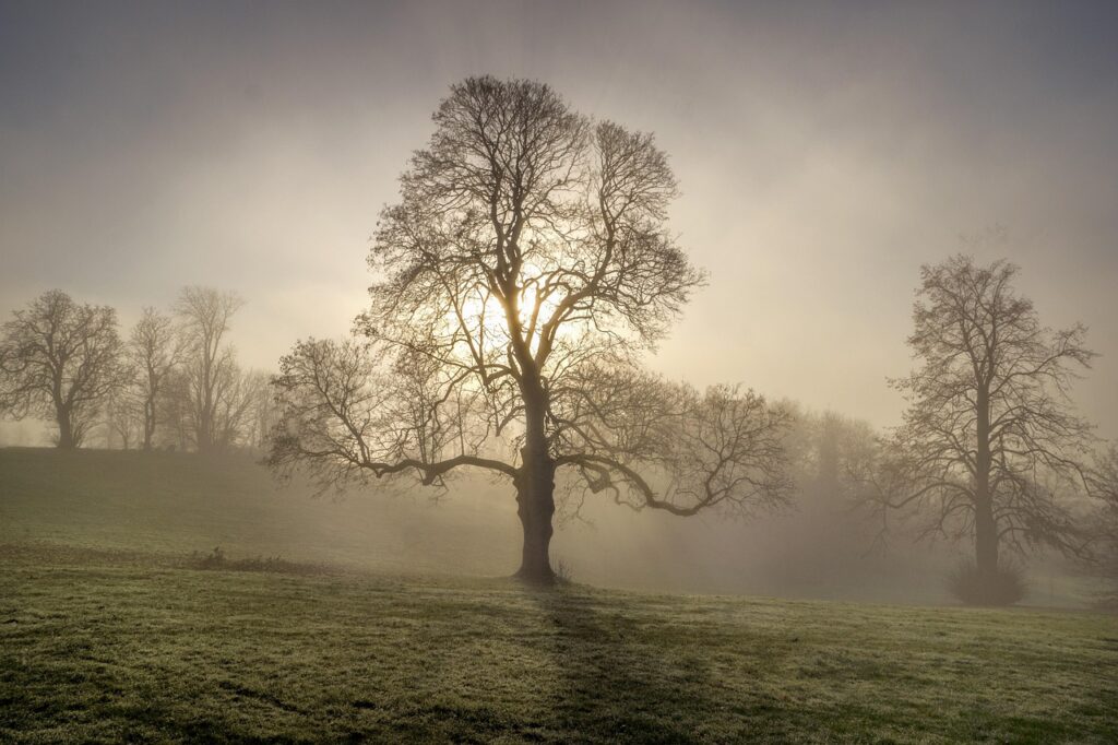 独身証明書が必要な場合、どんな手続きがあるの？