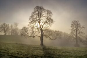 独身証明書が必要な場合、どんな手続きがあるの？
